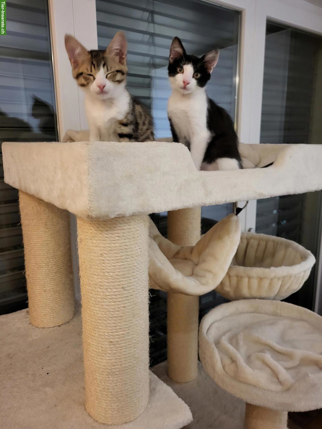 Bild 6: Katzengeschwister suchen zusammen ein Zuhause