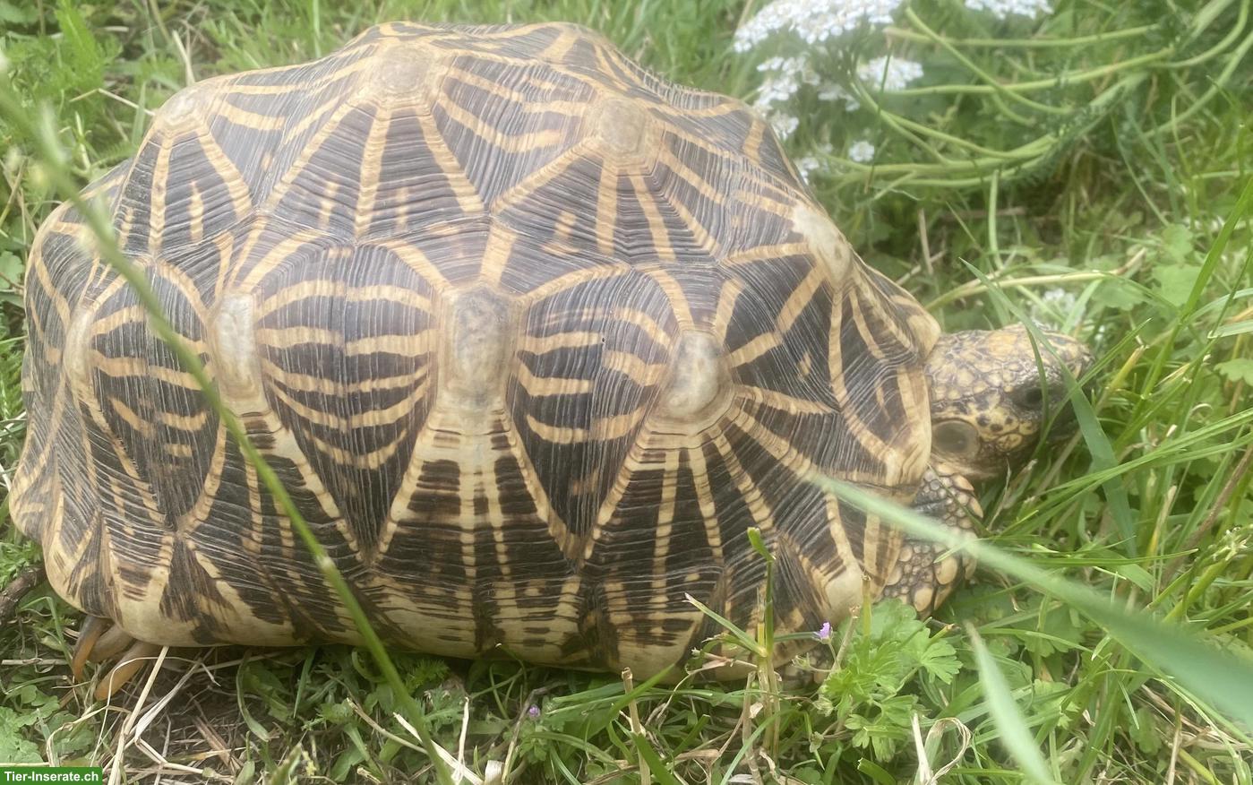 Sehr schöne Sternschildkröten (Geochelone elegans)