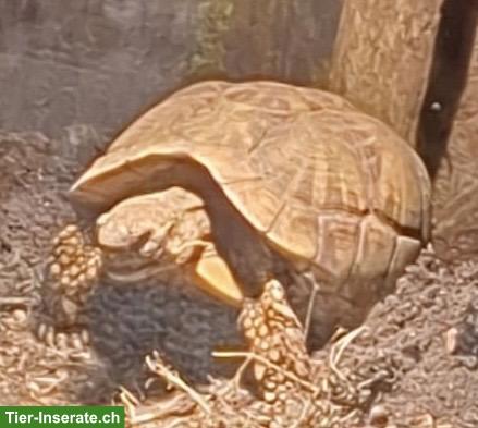 Bild 2: Sehr schöne Sternschildkröten (Geochelone elegans)