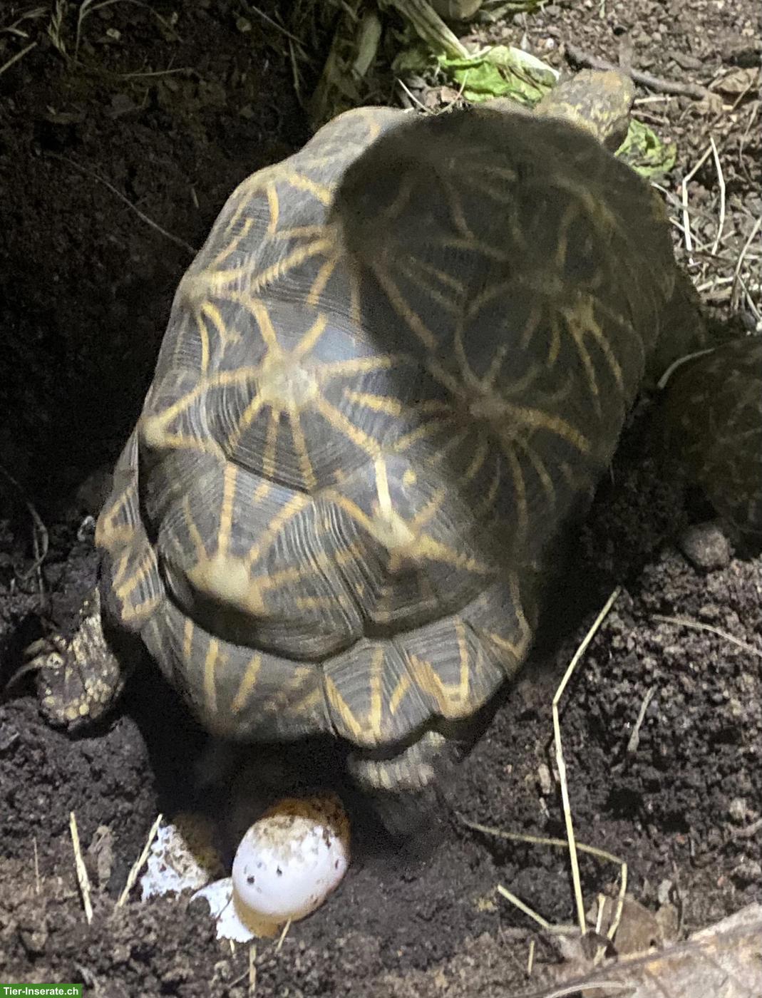 Bild 3: Sehr schöne Sternschildkröten (Geochelone elegans)