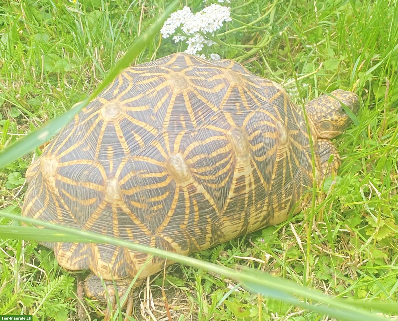 Bild 4: Sehr schöne Sternschildkröten (Geochelone elegans)