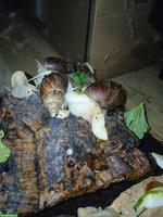 Achatschnecken-Nachwuchs (Lissachatina fulica) abzugeben