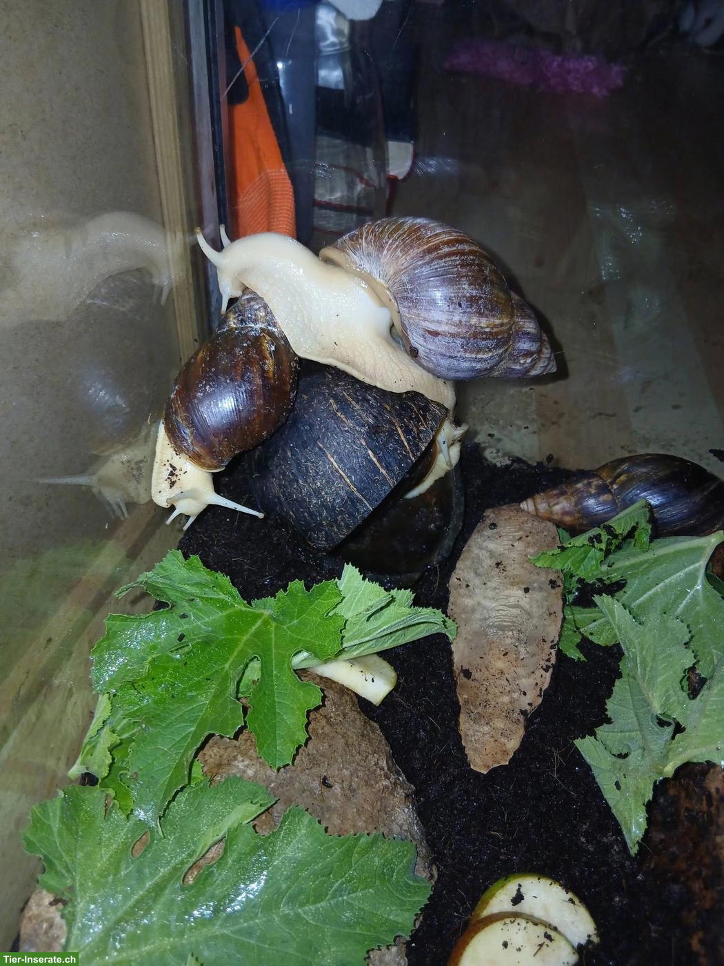 Bild 2: Achatschnecken-Nachwuchs (Lissachatina fulica) abzugeben