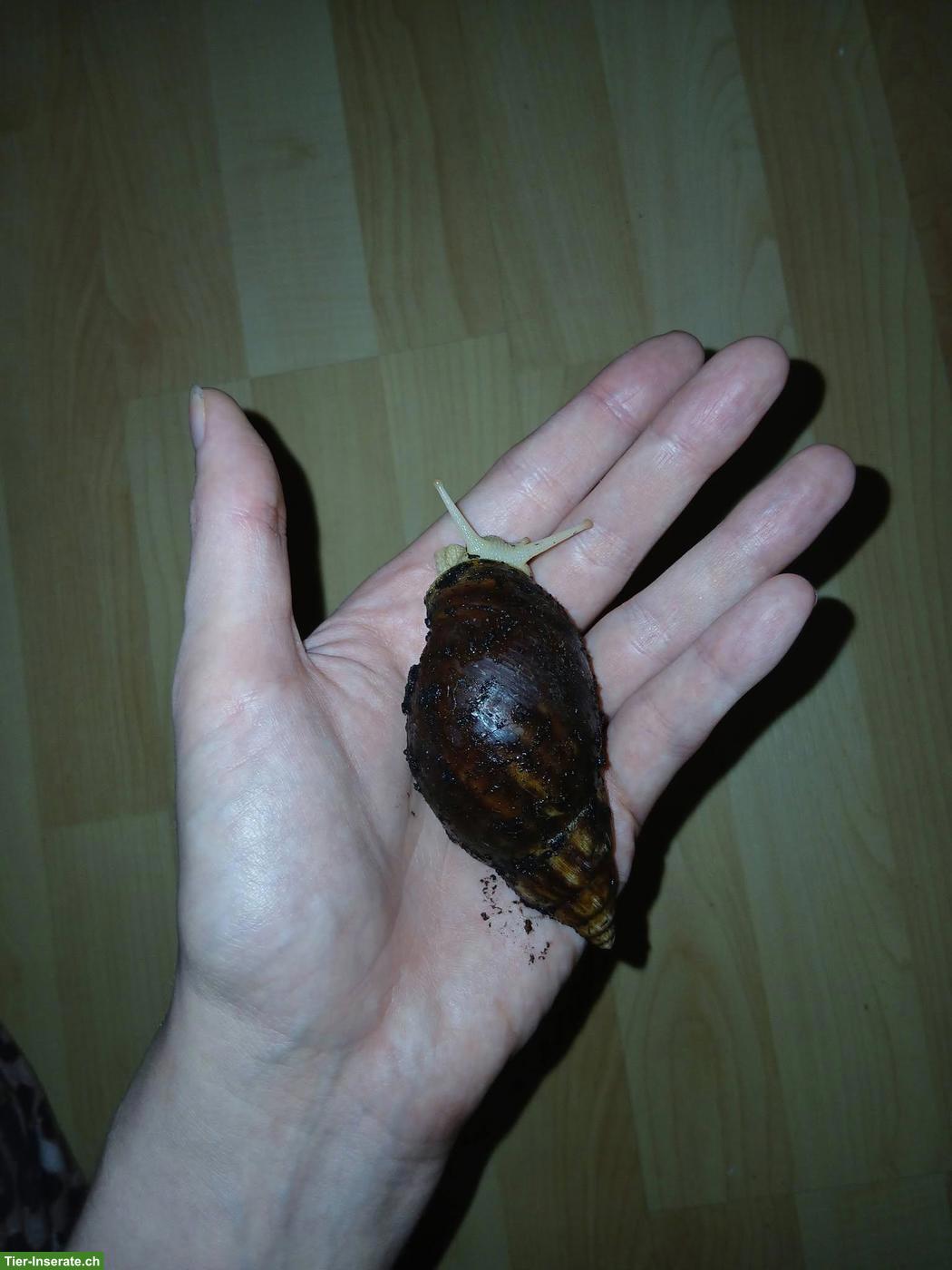 Bild 3: Achatschnecken-Nachwuchs (Lissachatina fulica) abzugeben