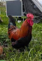 Prächtiger, lieber Marans-Hahn "Egloff" sucht Lebens- oder Pflegeplatz