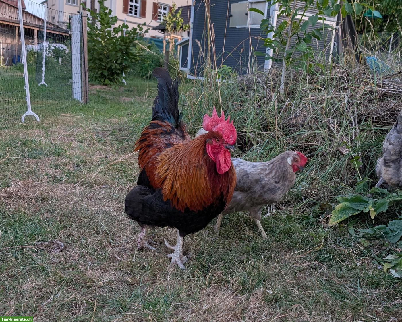 Bild 4: Prächtiger, lieber Marans-Hahn "Egloff" sucht Lebens- oder Pflegeplatz