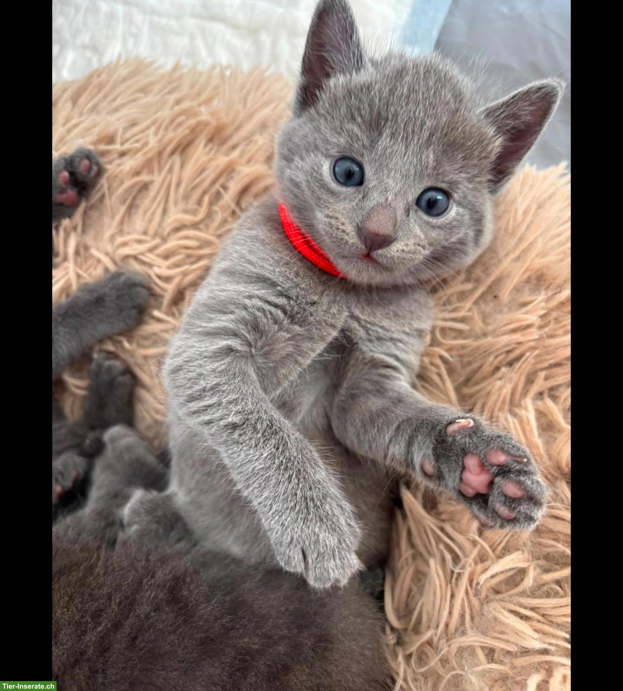 1 Süsses Russisch Blau Kitten, weiblich
