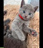 1 Süsses Russisch Blau Kitten, weiblich