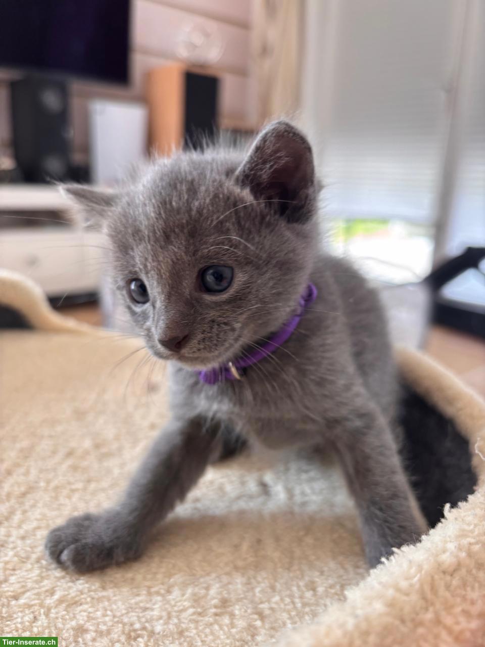 Bild 2: 1 Süsses Russisch Blau Kitten, weiblich