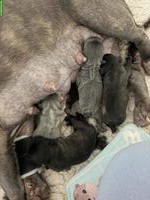 Frenchie Welpen, weiblich zu verkaufen