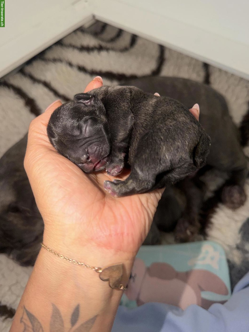 Bild 2: Frenchie Welpen, weiblich zu verkaufen