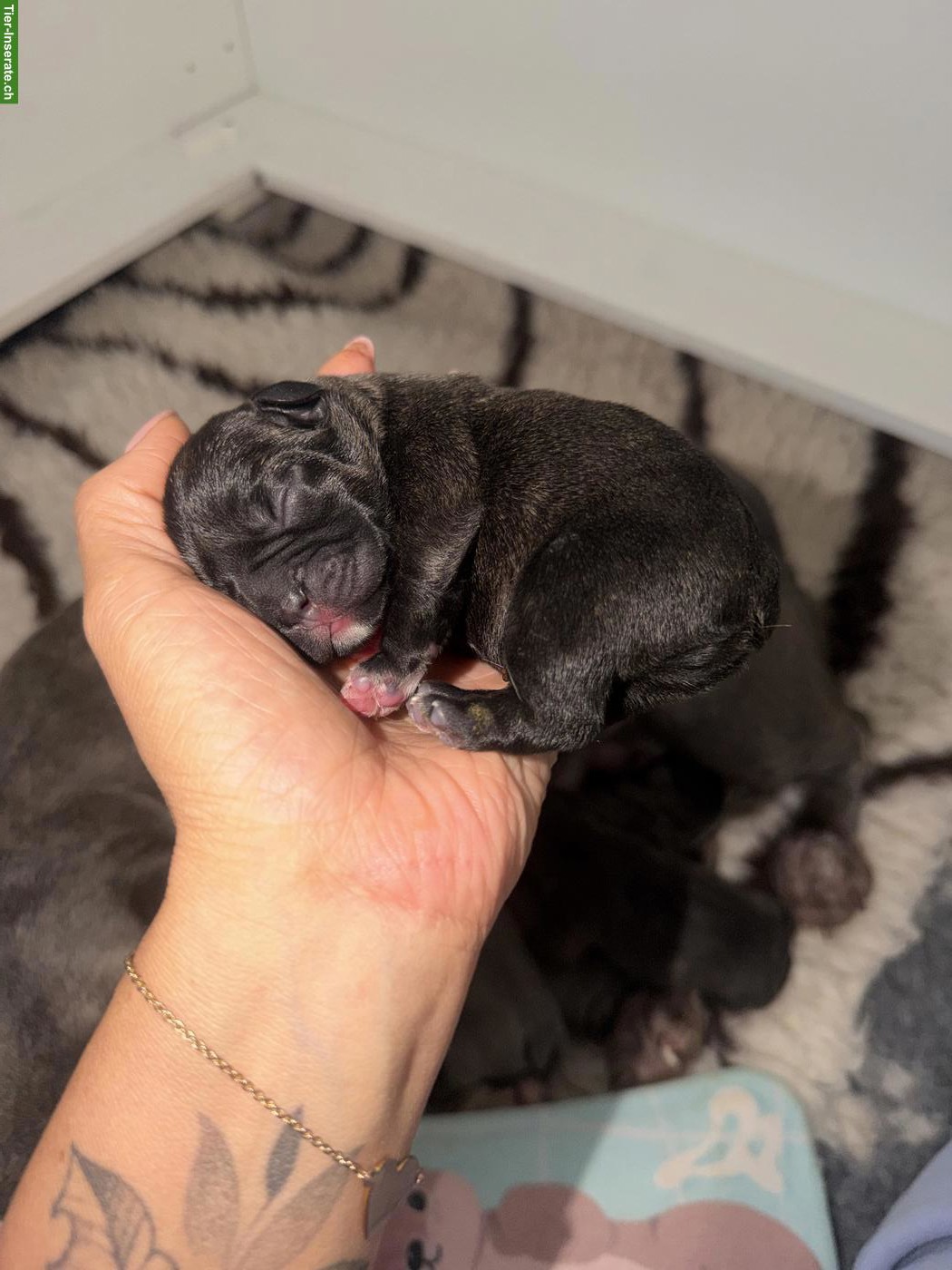 Bild 3: Frenchie Welpen, weiblich zu verkaufen
