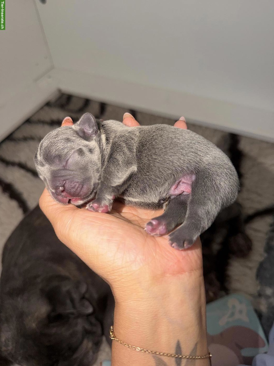 Bild 4: Frenchie Welpen, weiblich zu verkaufen