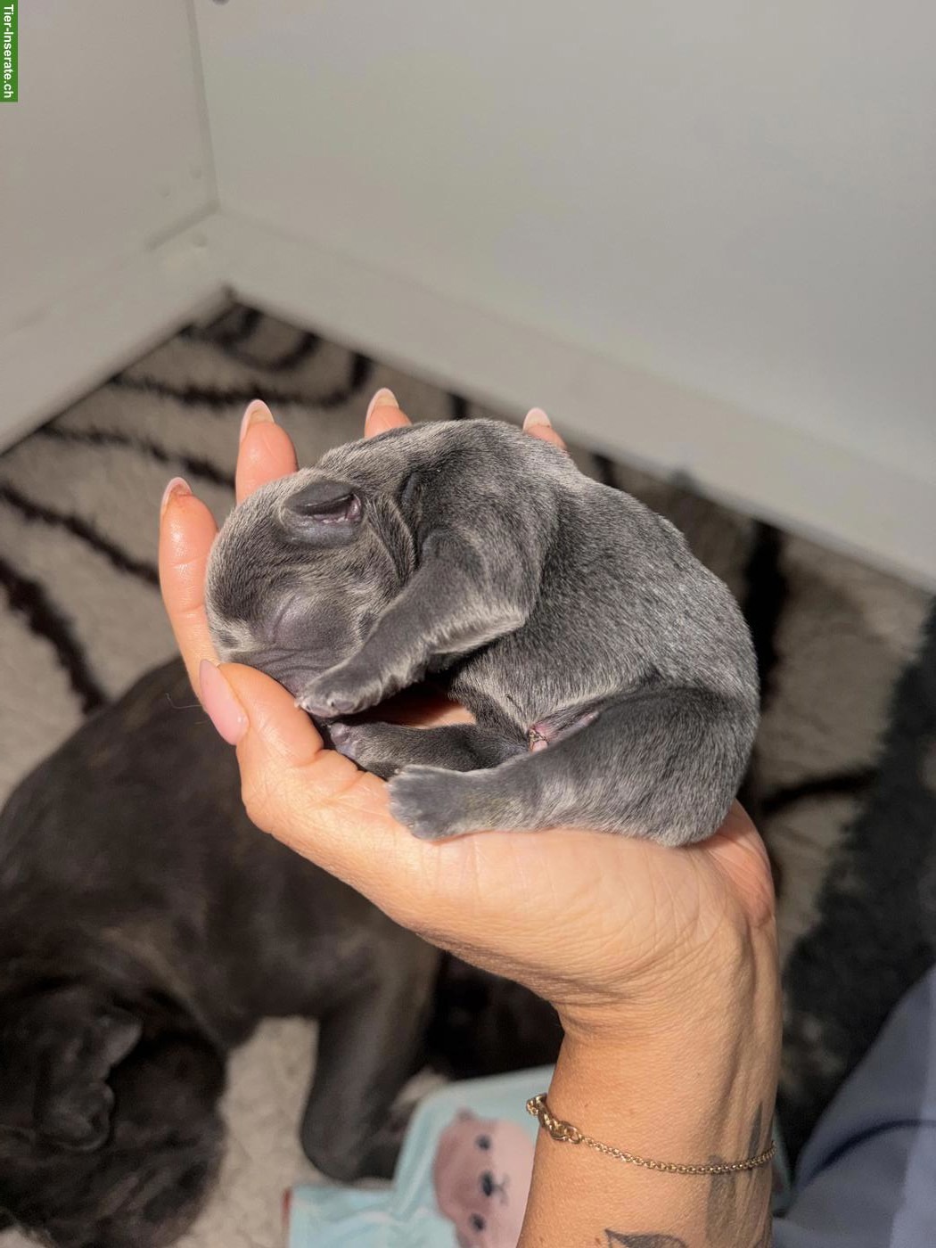 Bild 5: Frenchie Welpen, weiblich zu verkaufen