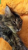 Maine Coon Katerchen, 2-jährig