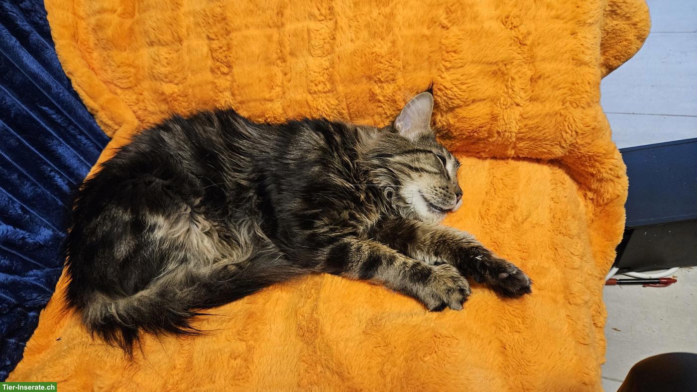 Bild 2: Maine Coon Katerchen, 2-jährig