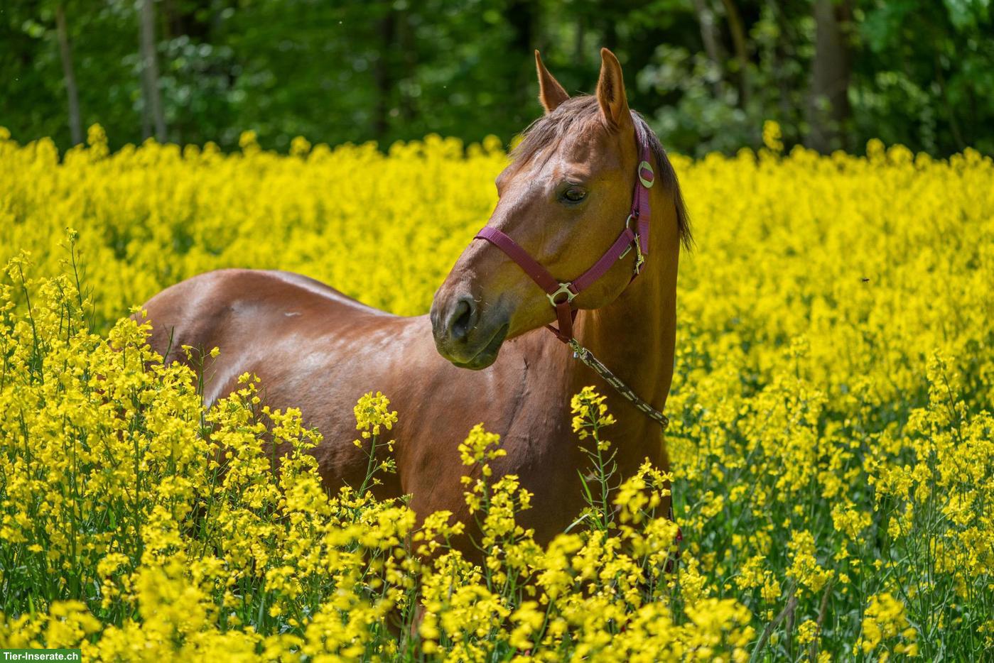 12-jähriger Quarter Horse Wallach zu verkaufen