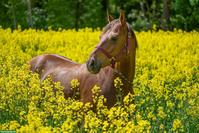 12-jähriger Quarter Horse Wallach zu verkaufen