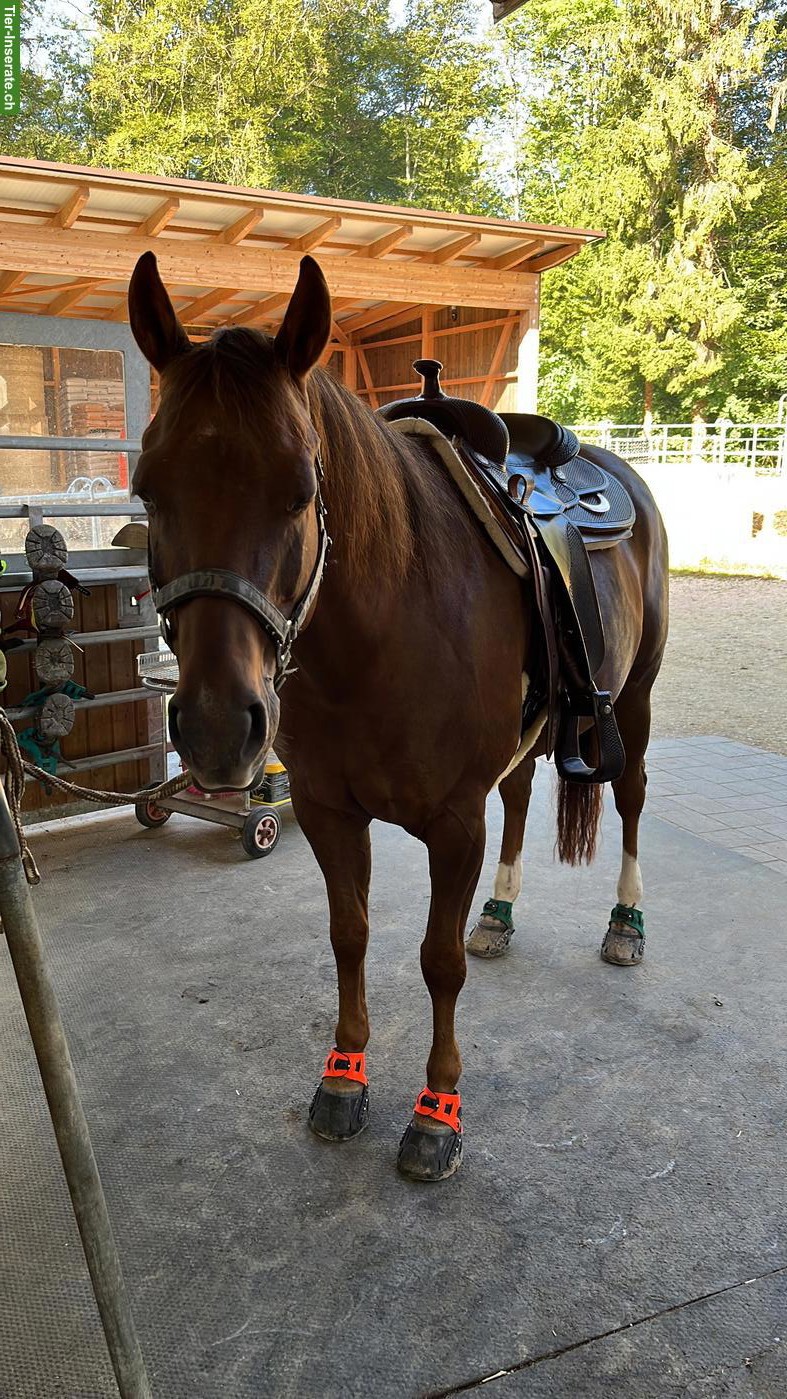 Bild 2: 12-jähriger Quarter Horse Wallach zu verkaufen