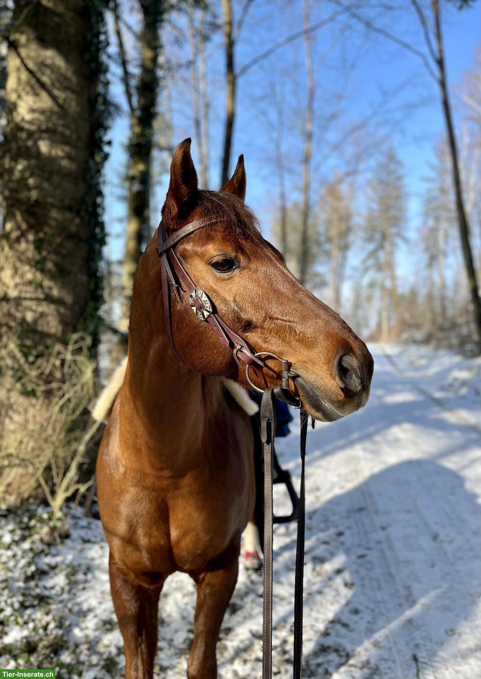 Bild 3: 12-jähriger Quarter Horse Wallach zu verkaufen