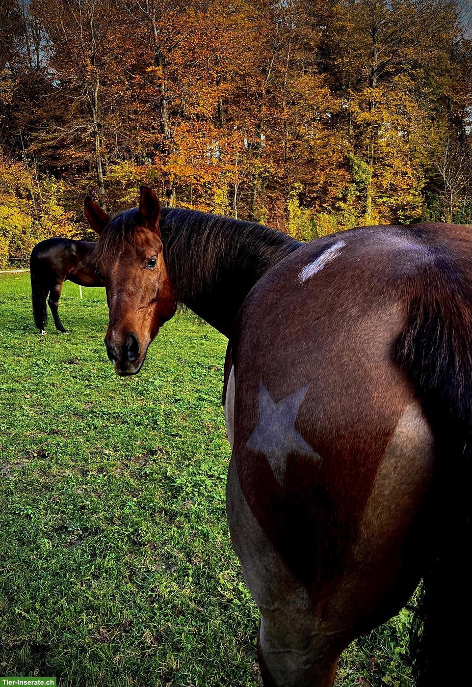 Bild 4: 12-jähriger Quarter Horse Wallach zu verkaufen