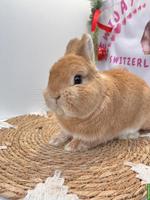 Ausgewachsene Minilop und andere Zwergkaninchen, weiblich/männlich