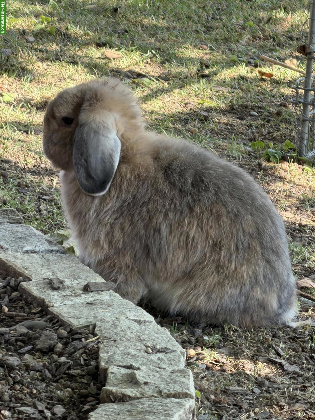 Bild 4: Ausgewachsene Minilop und andere Zwergkaninchen, weiblich/männlich