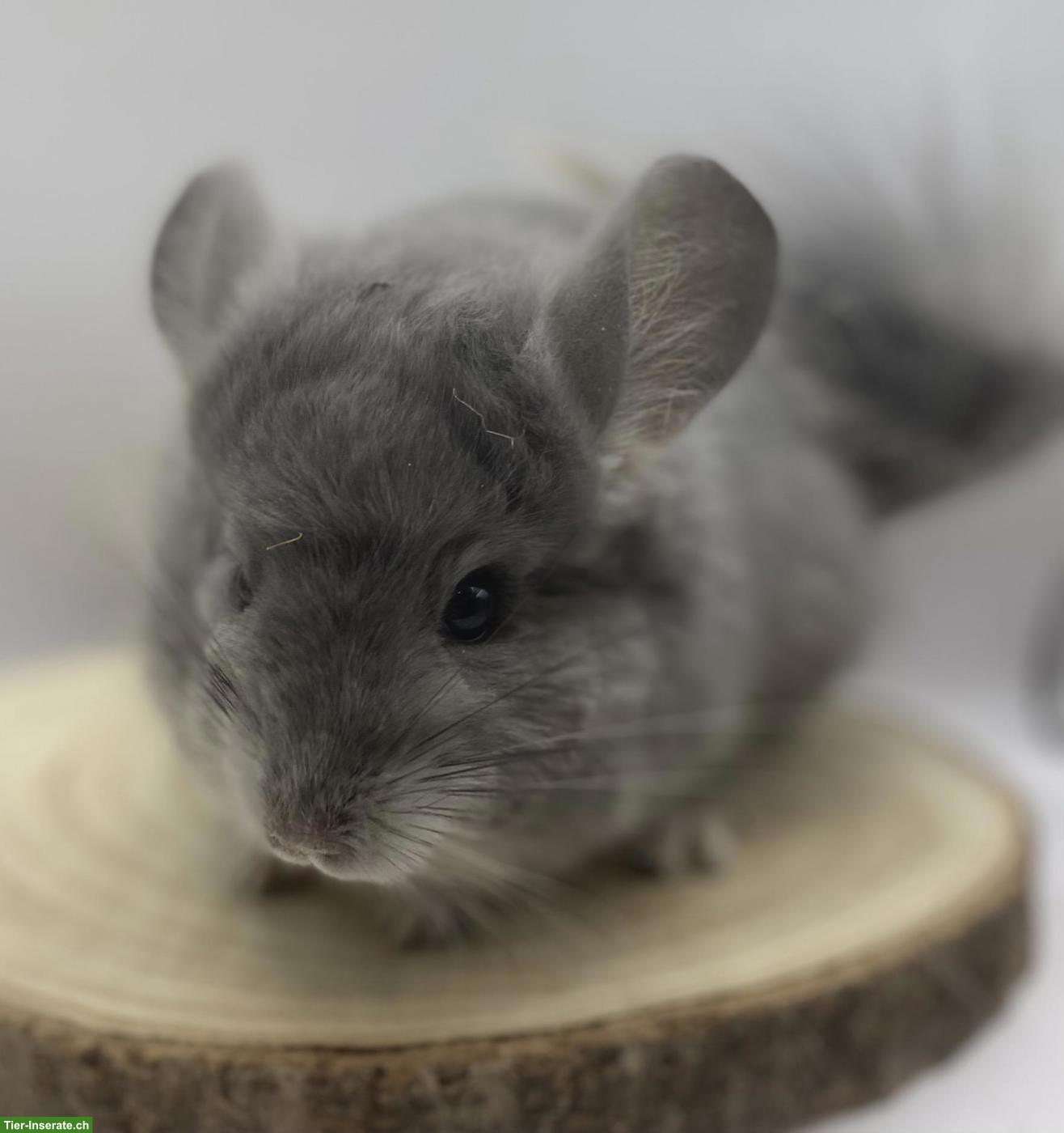Chinchilla Duo Männchen suchen gemeinsames Zuhause