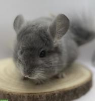 Chinchilla Duo Männchen suchen gemeinsames Zuhause