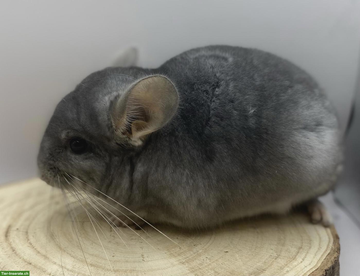 Bild 2: Chinchilla Duo Männchen suchen gemeinsames Zuhause