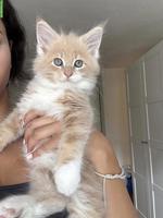 Maine Coon Katzenbabys suchen liebevolles Zuhause