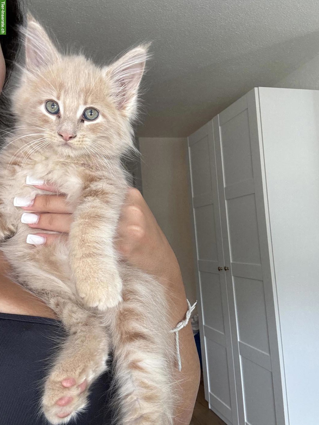 Bild 2: Maine Coon Katzenbabys suchen liebevolles Zuhause