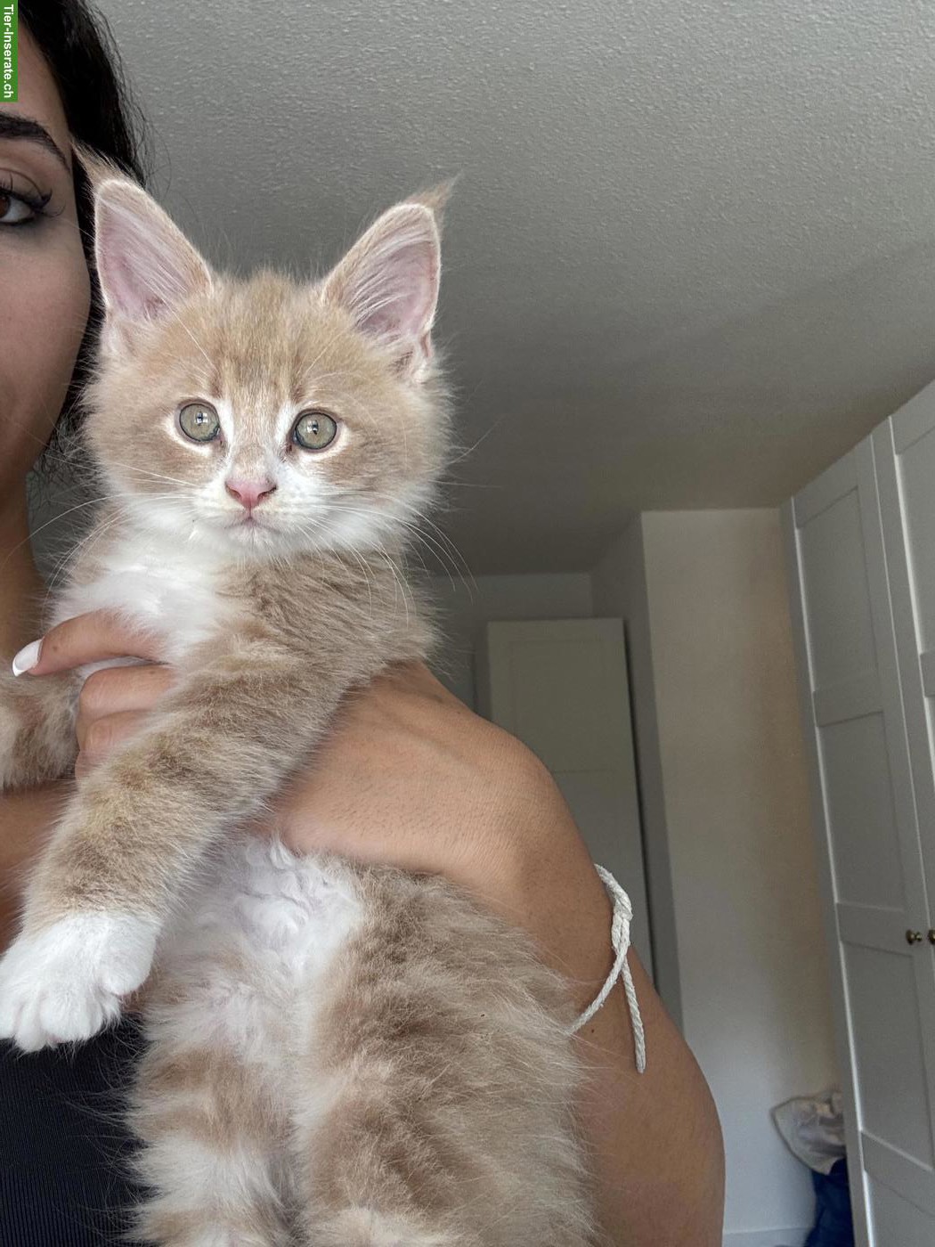 Bild 3: Maine Coon Katzenbabys suchen liebevolles Zuhause