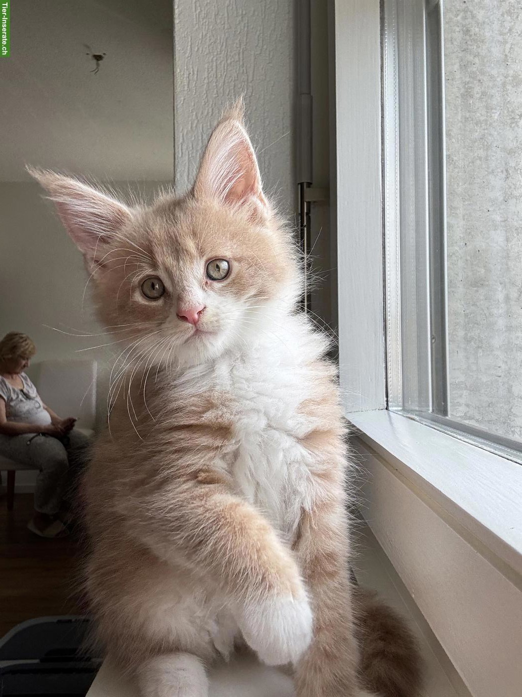 Bild 4: Maine Coon Katzenbabys suchen liebevolles Zuhause