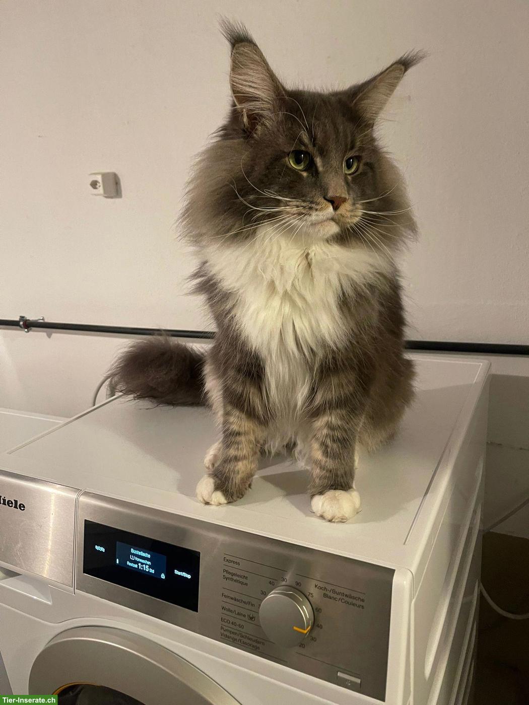 Bild 5: Maine Coon Katzenbabys suchen liebevolles Zuhause