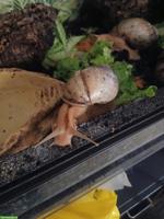 Achatschnecken-Nachwuchs (Lissachatina Immagulata) abzugeben