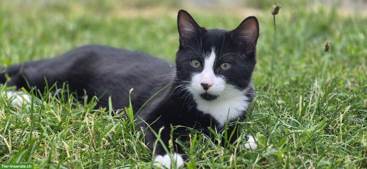 Schwarz-weiss Kater Roon sucht Kuschel-Partner fürs Leben