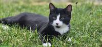 Schwarz-weiss Kater Roon sucht Kuschel-Partner fürs Leben