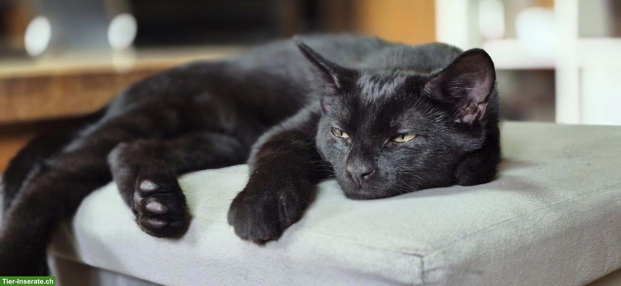 Schwarzer Kater Kami mit Charakter