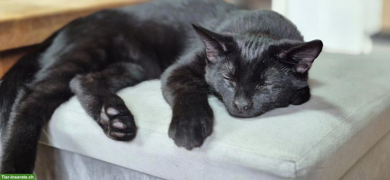 Bild 2: Schwarzer Kater Kami mit Charakter