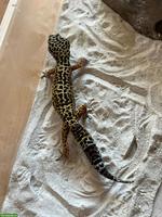 Gesunder und agiler Leopardgecko (weiblich) sucht neues Zuhause