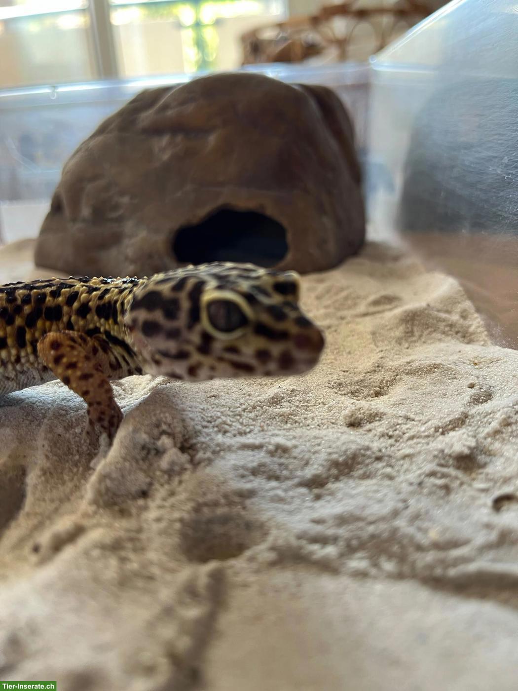 Bild 2: Gesunder und agiler Leopardgecko (weiblich) sucht neues Zuhause