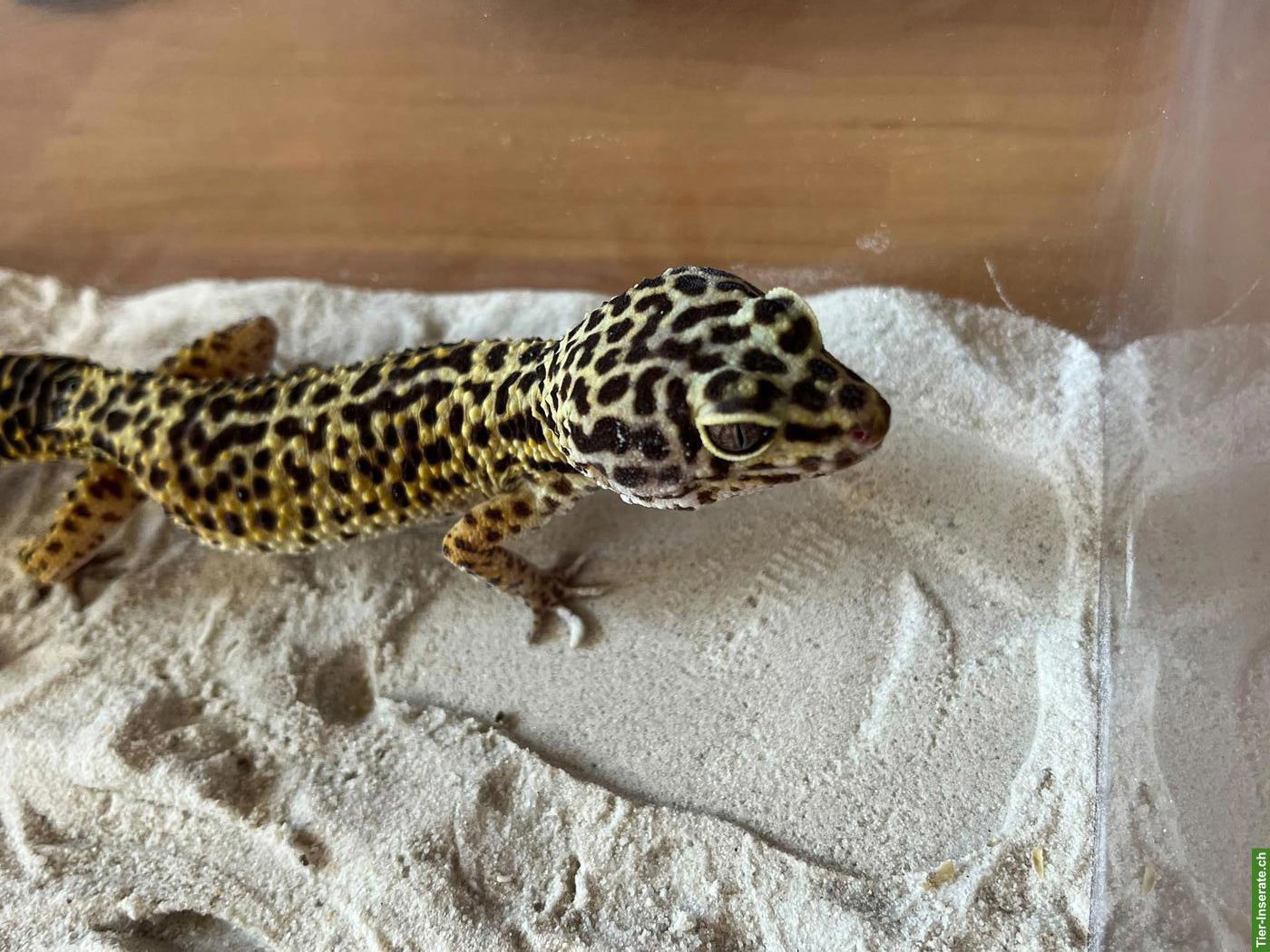 Bild 3: Gesunder und agiler Leopardgecko (weiblich) sucht neues Zuhause