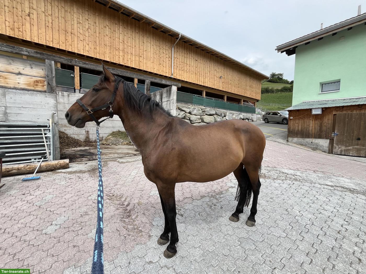 Bild 3: 15-jähriger PRE-Wallach sucht liebevollen Endplatz