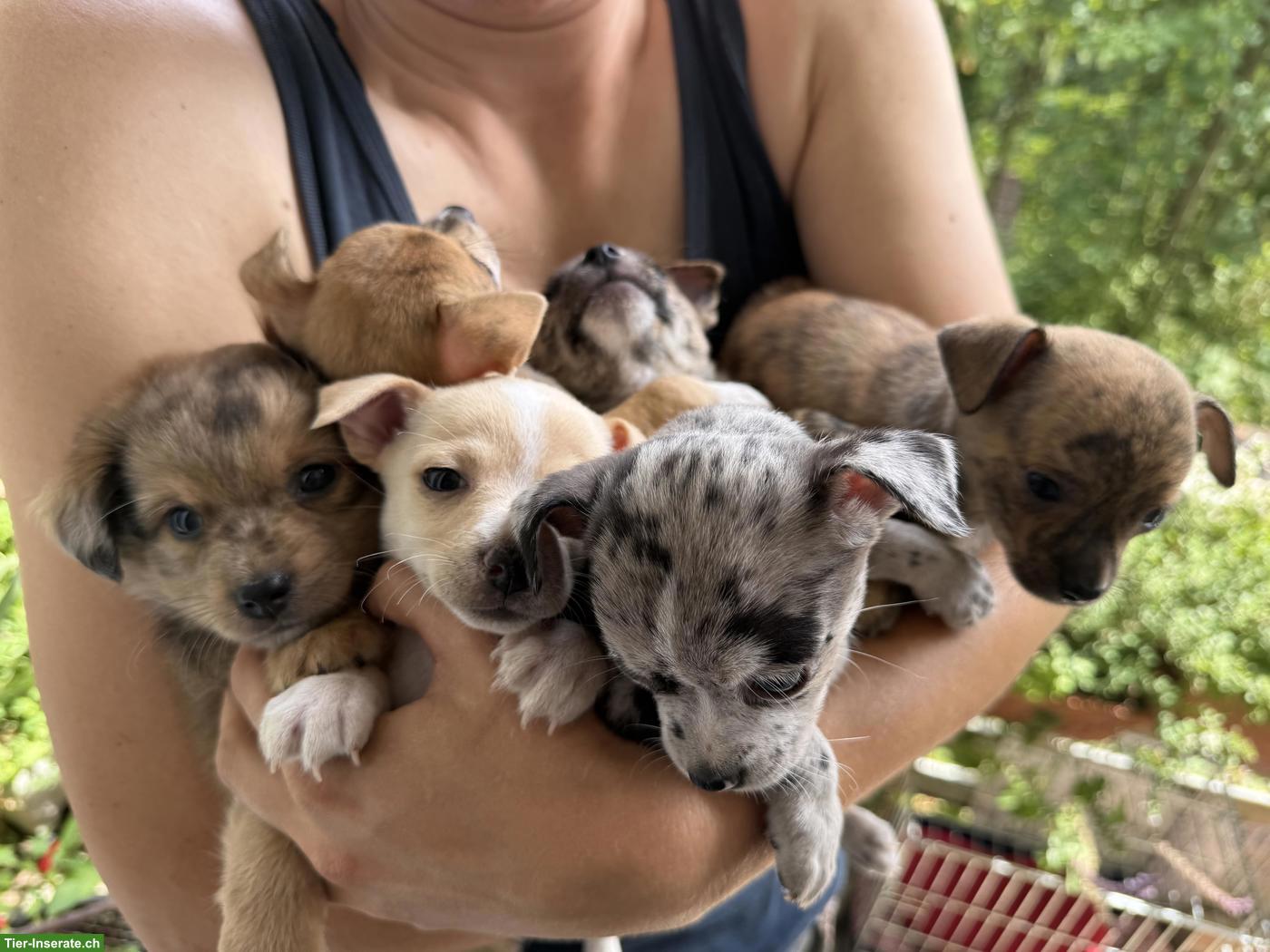 Chihuahua Mix Welpen, gesund und robust
