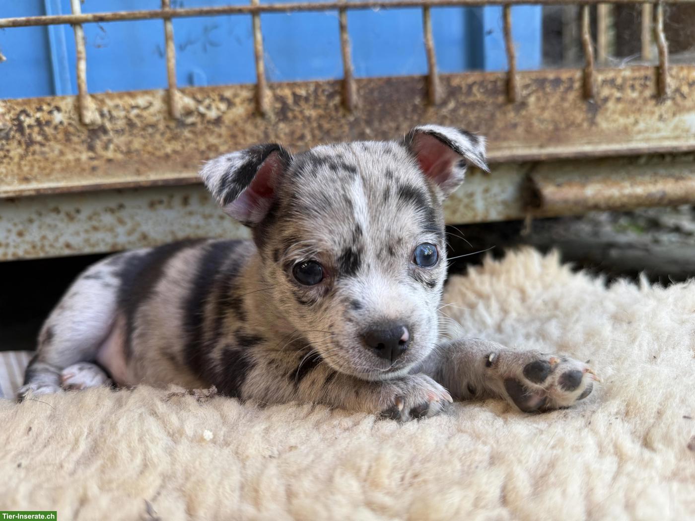 Bild 2: Chihuahua Mix Welpen, gesund und robust