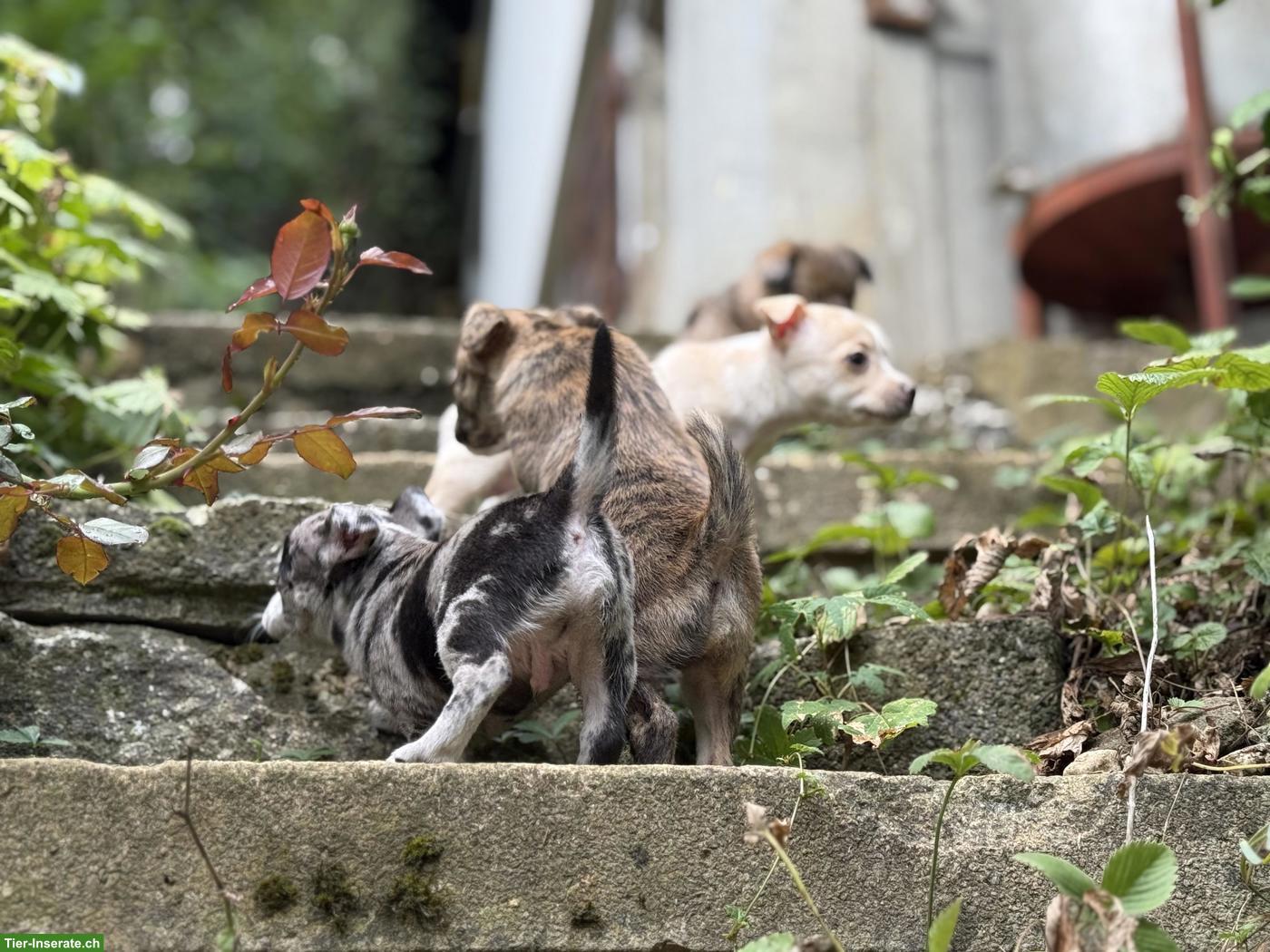 Bild 3: Chihuahua Mix Welpen, gesund und robust