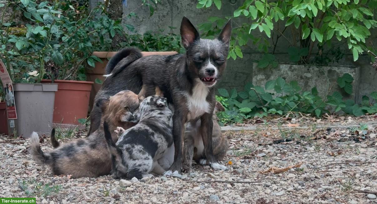 Bild 4: Chihuahua Mix Welpen, gesund und robust