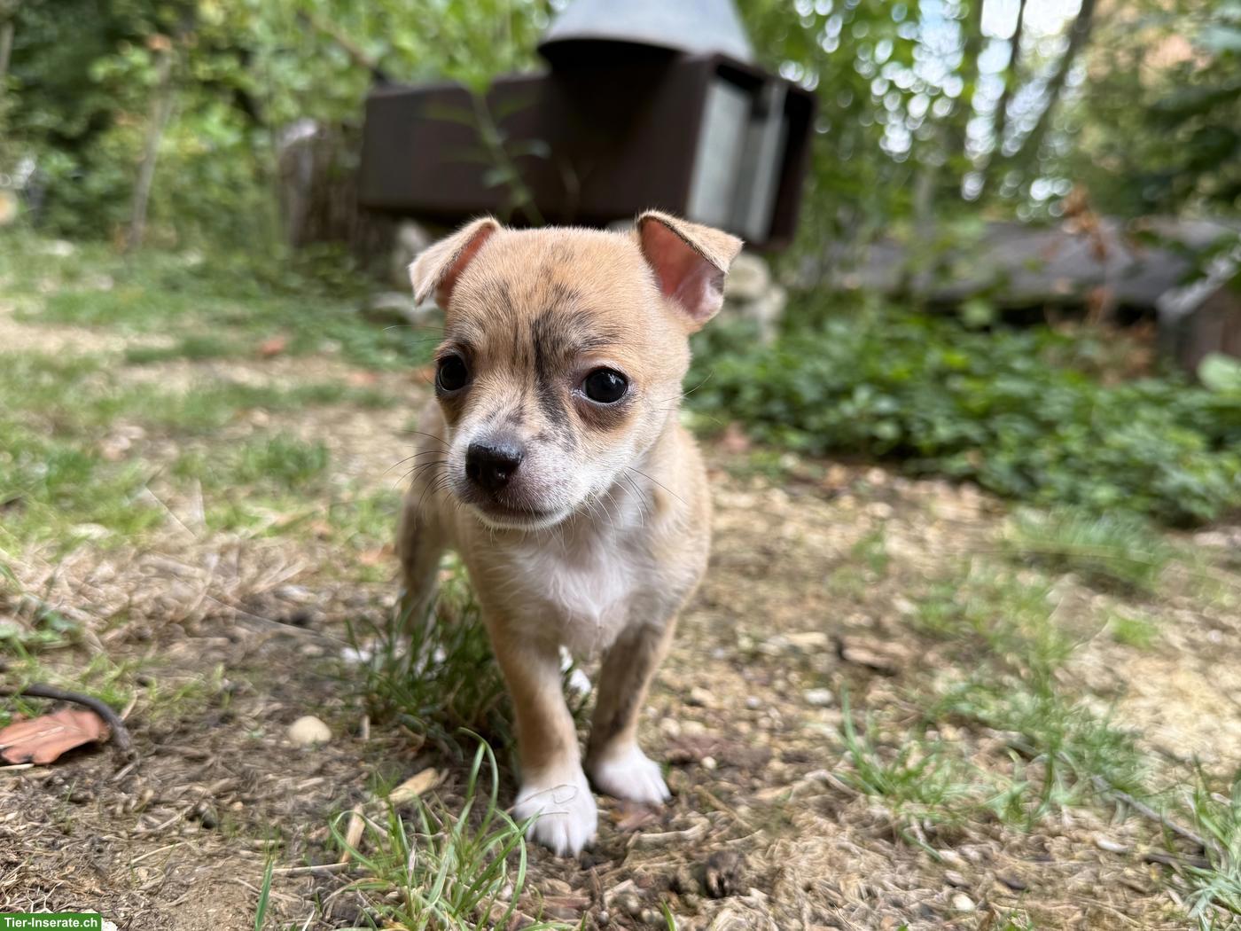 Bild 5: Chihuahua Mix Welpen, gesund und robust