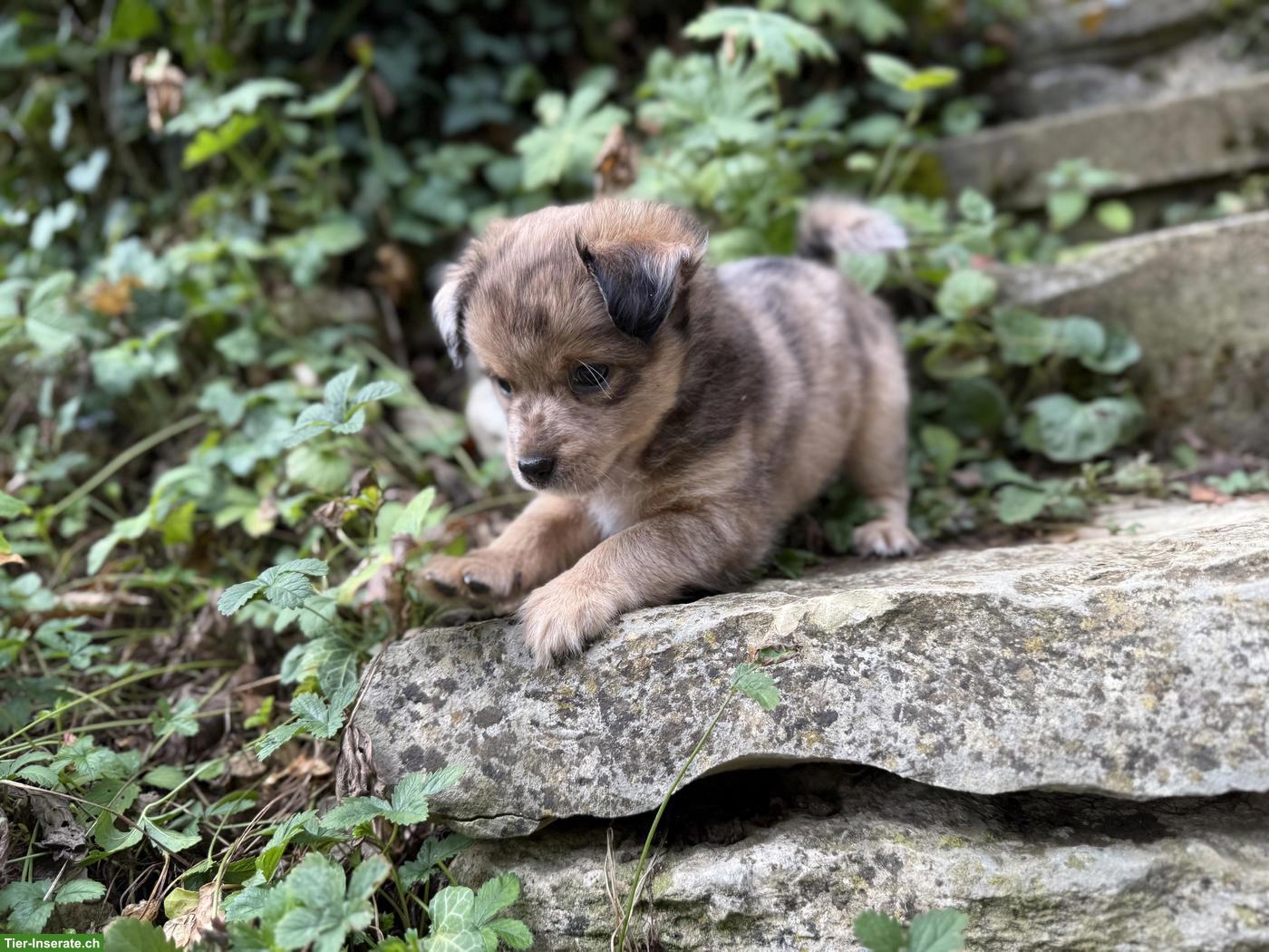 Bild 6: Chihuahua Mix Welpen, gesund und robust